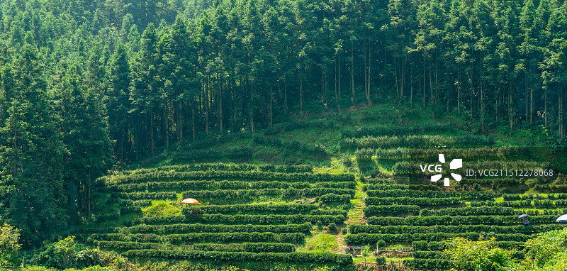 英德茶园图片素材