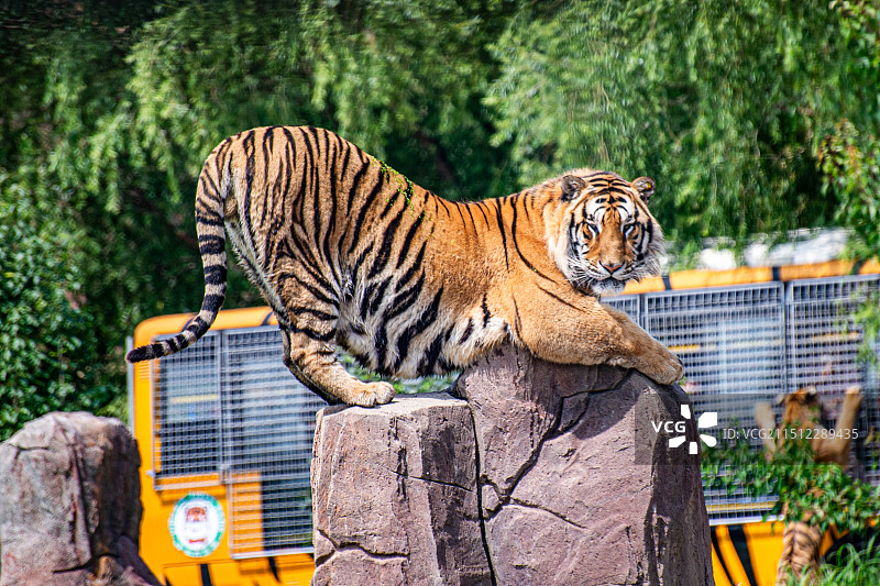 东北虎林园图片素材