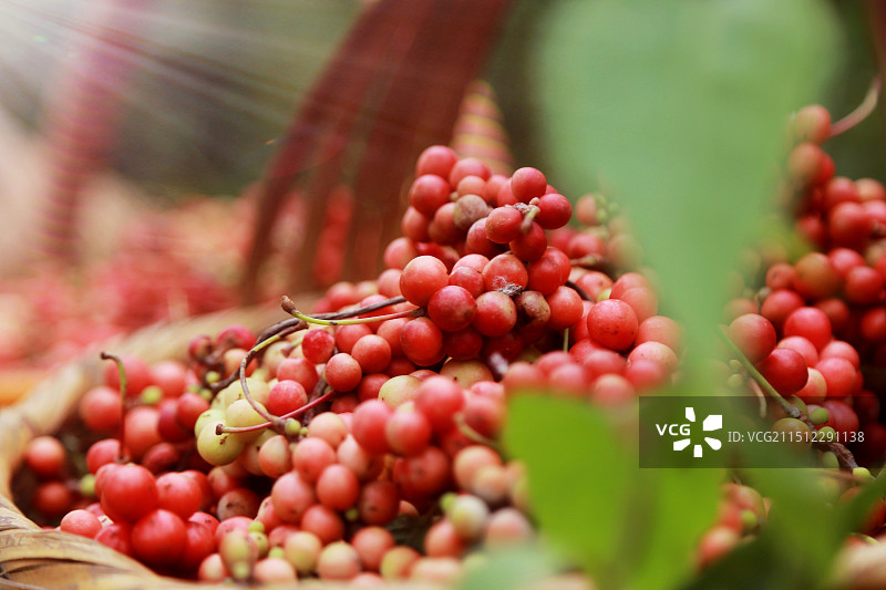 五味子熟了图片素材