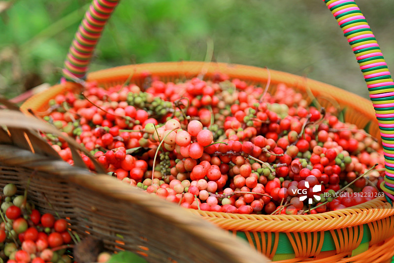 五味子熟了图片素材