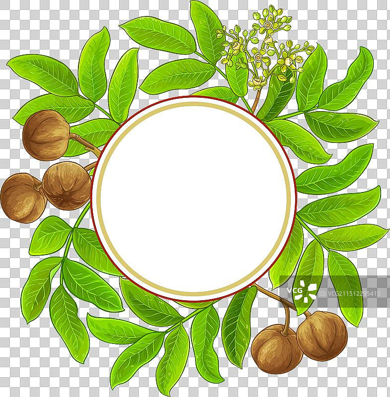 白色背景上的安迪罗巴树枝框架图片素材