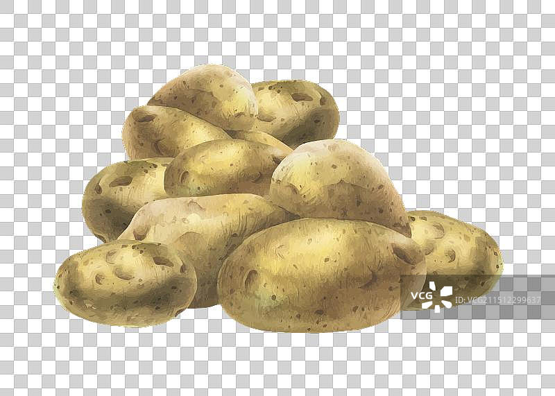 一堆带棕色表皮的白色土豆图片素材