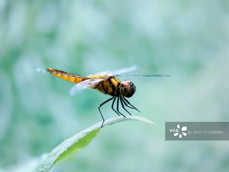 红腹异蜻图片素材