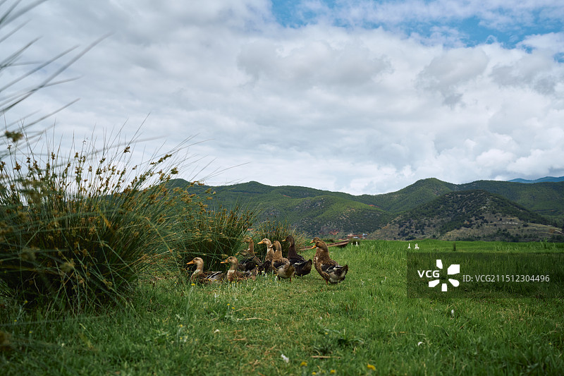 大自然里的大白鹅和野鸭们图片素材