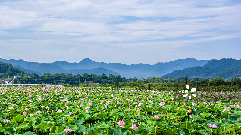 荷塘雨后图片素材