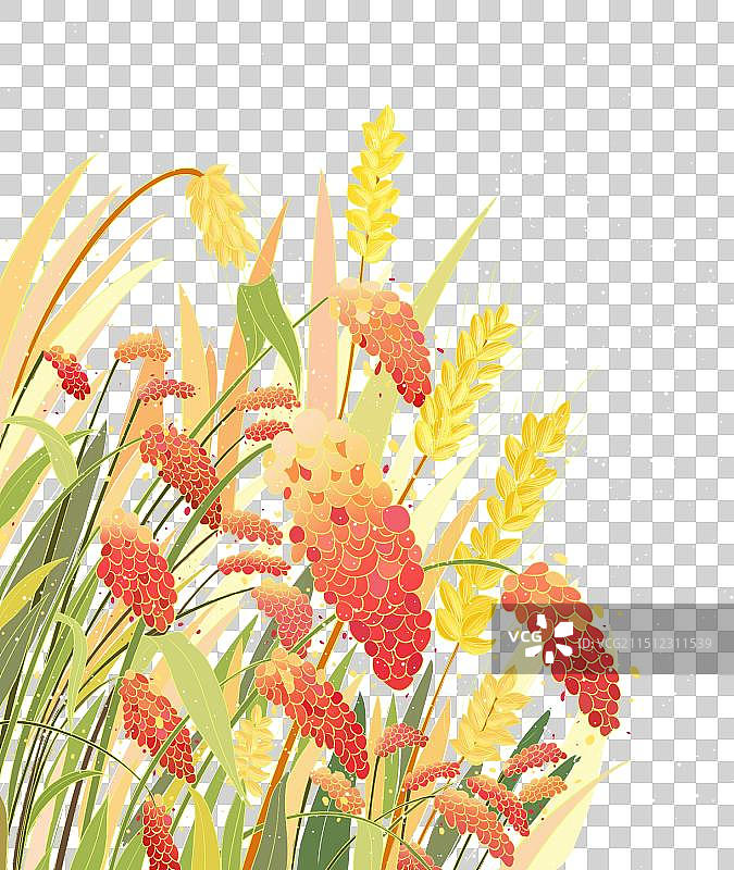 小麦高粱插画图片素材