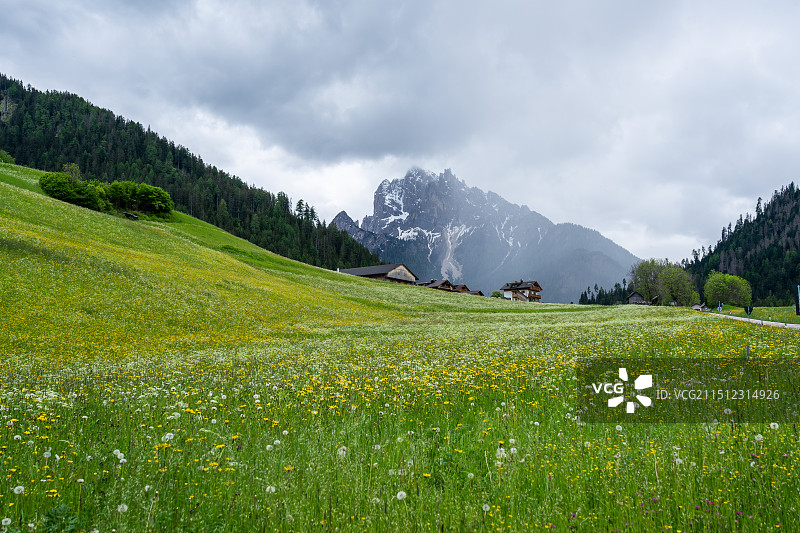 意大利多洛米蒂雪山下长满野花的风景图片素材