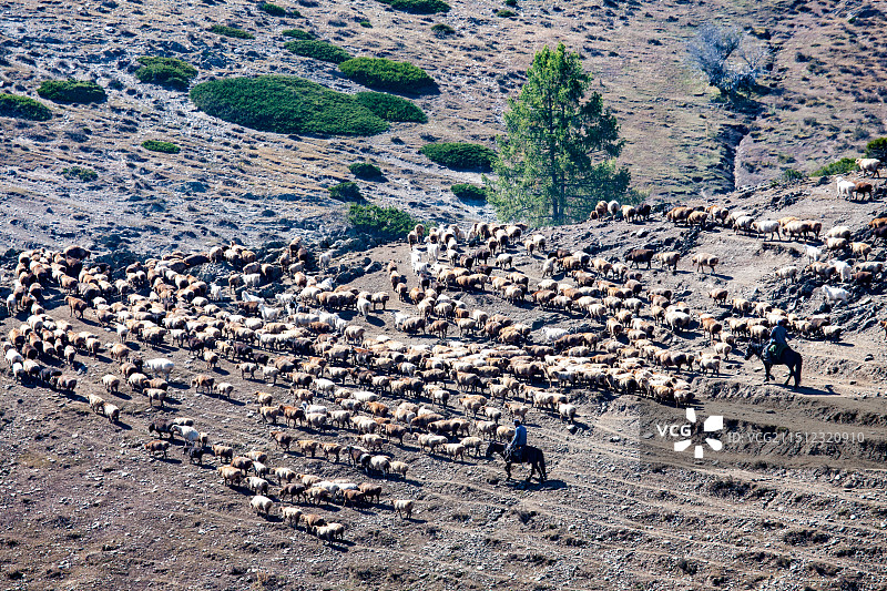 哈萨克山区牧羊人 -拍摄于新疆阿勒泰图片素材