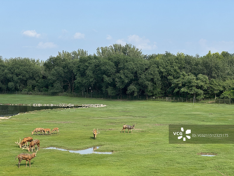 北京南海子公园麋鹿园麋鹿在吃草泡澡图片素材