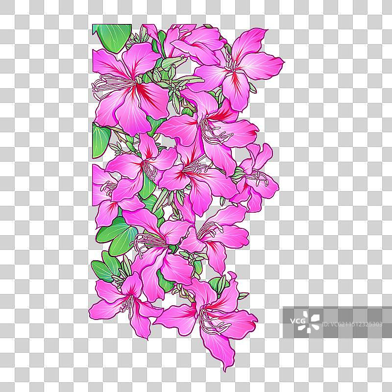 紫色紫荆花图片素材