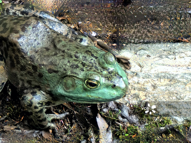 岩石上青蛙的特写镜头图片素材