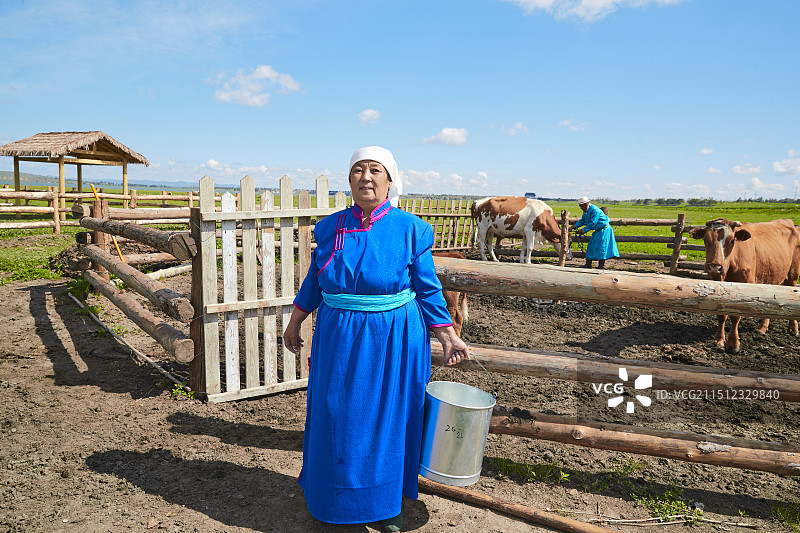 在草原牧场挤牛奶的中老年蒙古女性图片素材