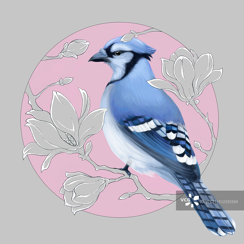 鸟与白玉兰图片素材