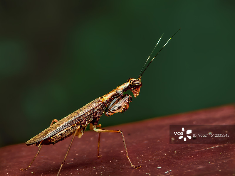 揖首叩拜（螳蛉）图片素材