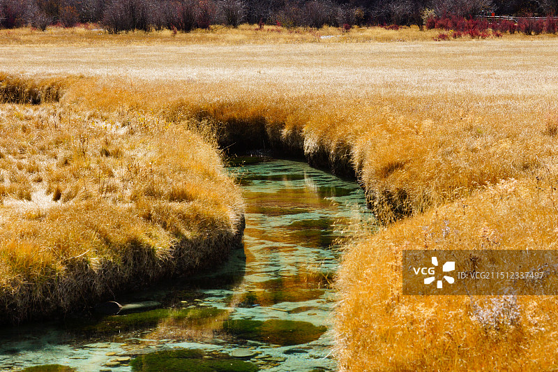 稻城亚丁秋天河道的枯草图片素材