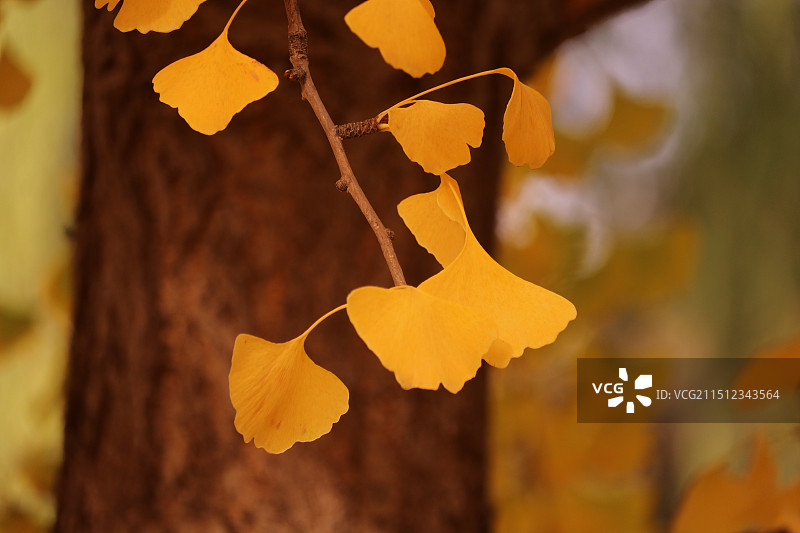 银杏叶和银杏树图片素材