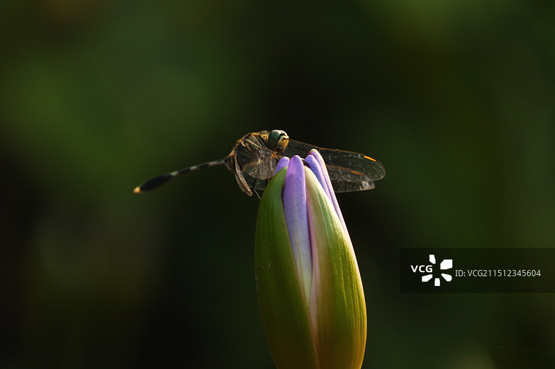 蜻蜓立花苞上图片素材