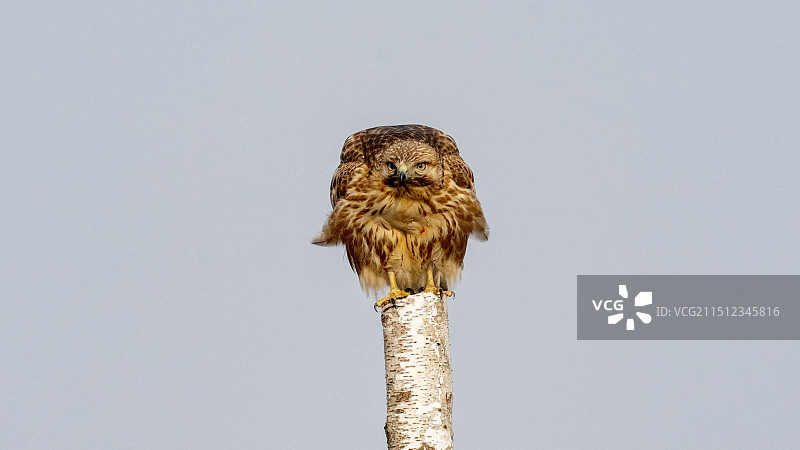 晴空下的苍鹰特写镜头图片素材