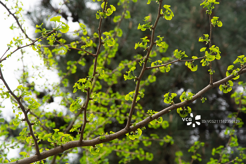春天大树萌发嫩芽图片素材