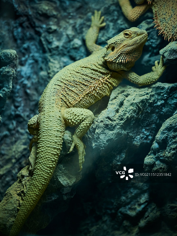 哥斯拉的蔑视图片素材