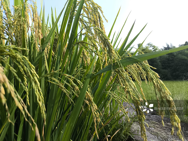 水稻快要成熟了图片素材