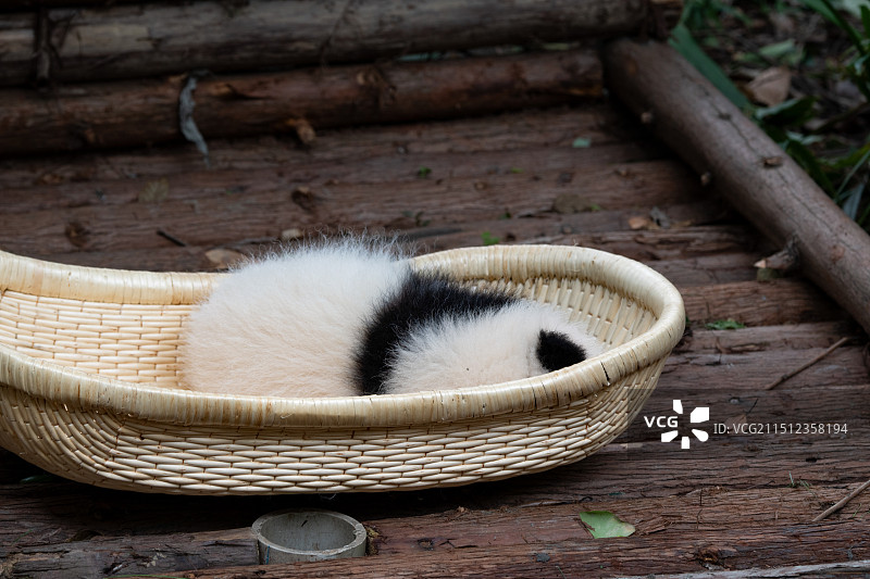 在竹匾中睡觉的熊猫宝宝背影图片素材
