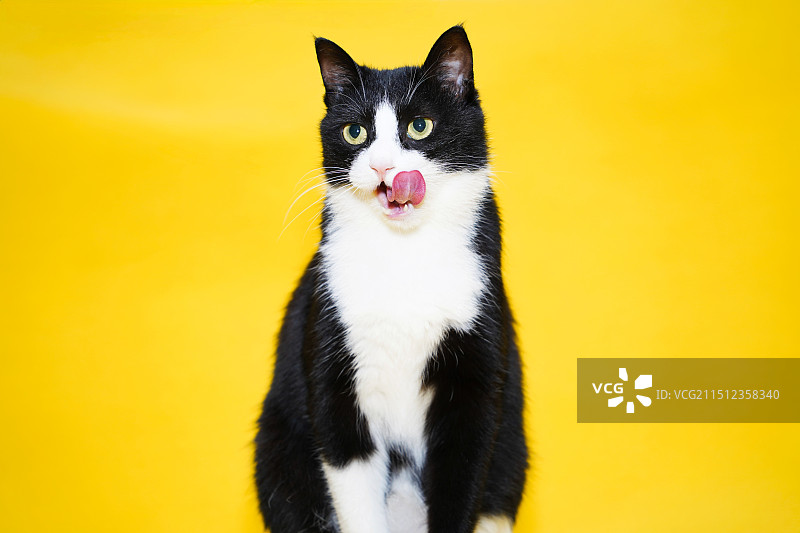 黄色背景的猫咪写真图片素材