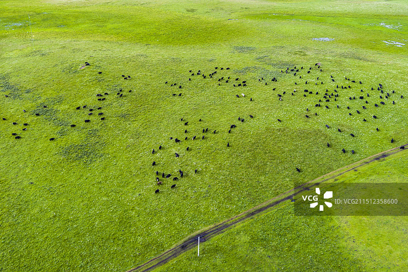 鸟瞰阿坝州若尔盖草原牧场上的牦牛群图片素材