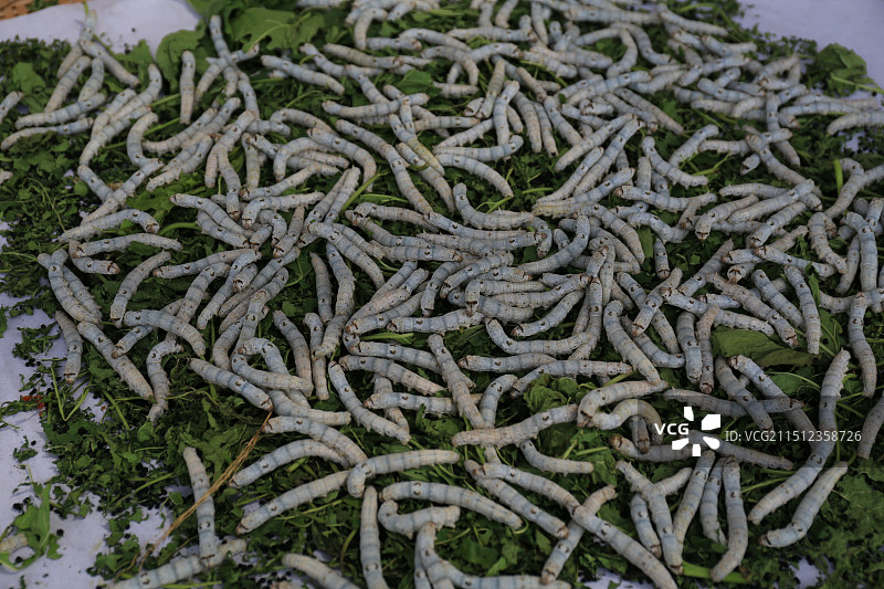 蚕宝宝图片素材