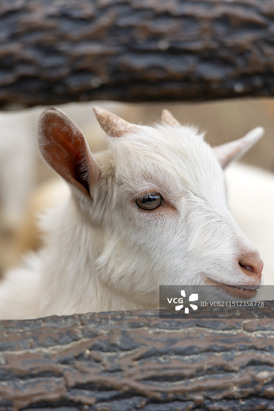 日本九州大分别府山地狱，白色山羊特写图片素材