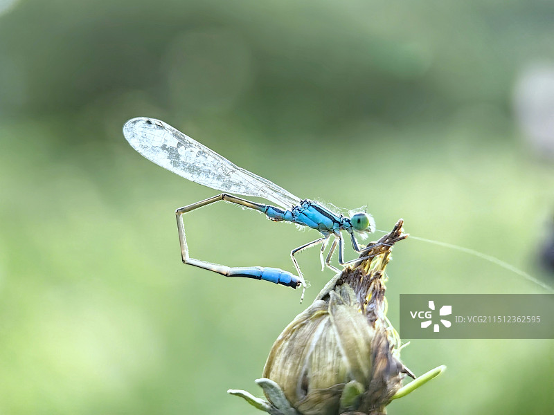 植物上蜻蜓特写镜头图片素材