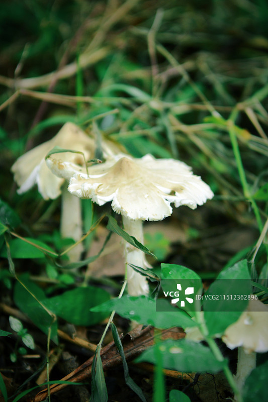 鸡枞菌图片素材
