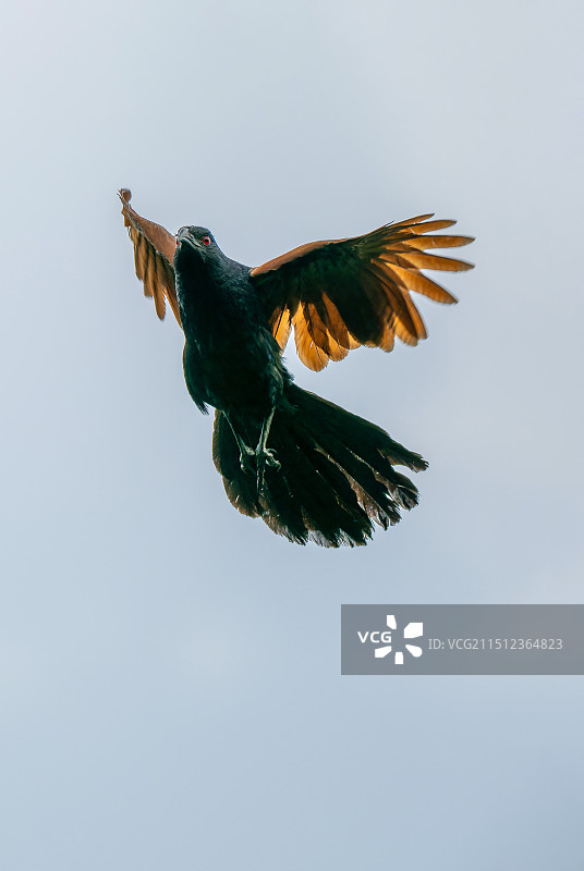 愤怒的毛鸡（褐翅鸦鹃）图片素材