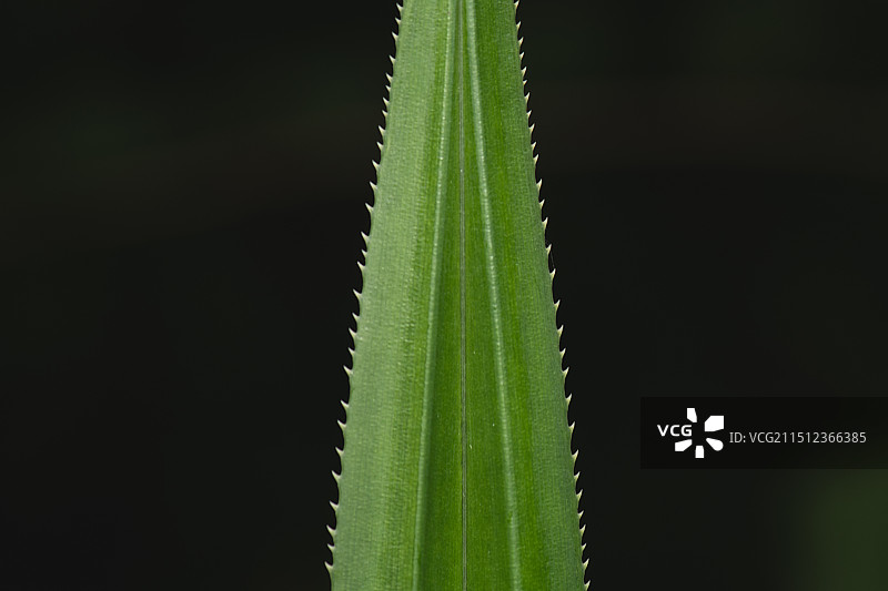 一片带刺的叶子图片素材