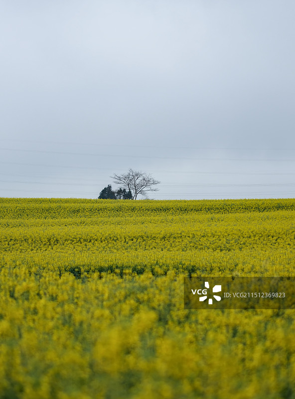 罗平菜花香图片素材
