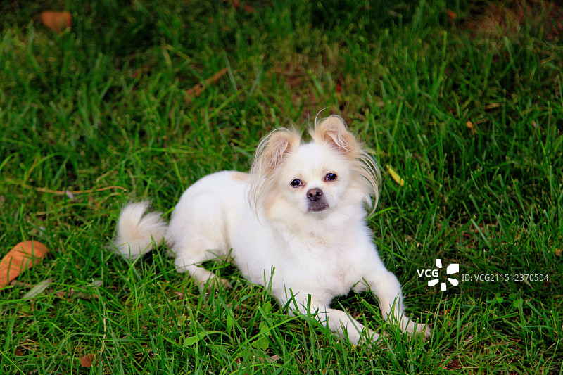 四川凉山彝族自治州邛海边的犬图片素材