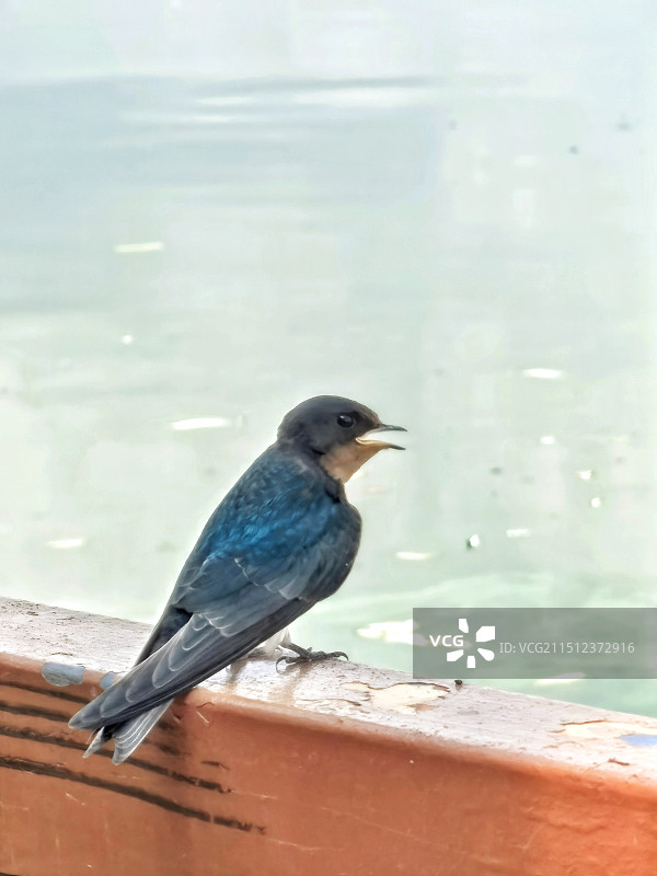 高温酷暑下的燕子图片素材