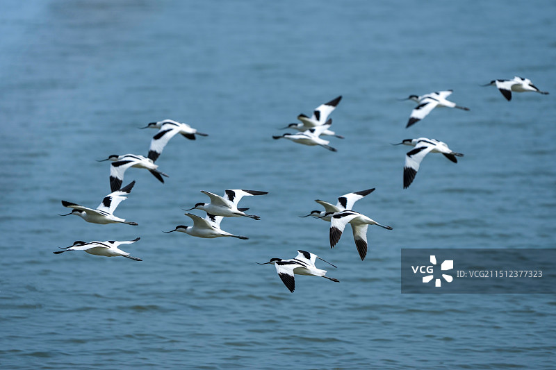 深圳湾候鸟风景——大海上群飞觅食的反嘴鹬图片素材