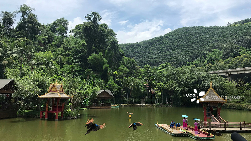 西双版纳原始森林公园景区图片素材