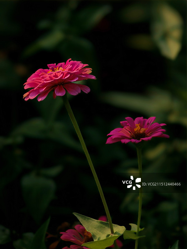 百日菊图片素材