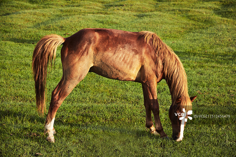 河北省沽源县库伦淖尔景区清晨的草原牧马图片素材
