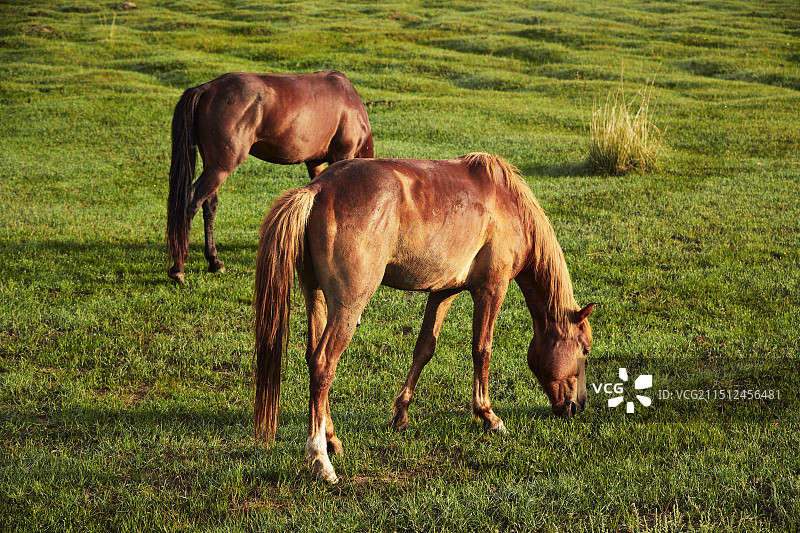 河北省沽源县库伦淖尔景区清晨的草原牧马图片素材