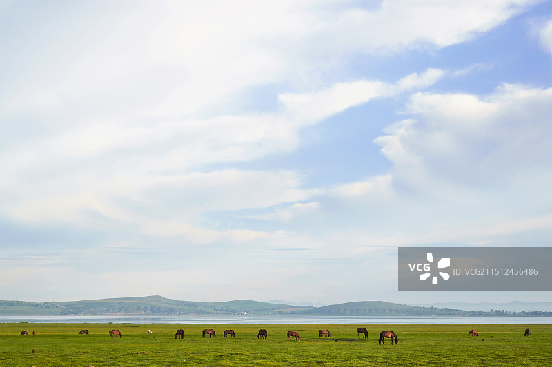 河北省沽源县库伦淖尔景区清晨的草原牧马图片素材