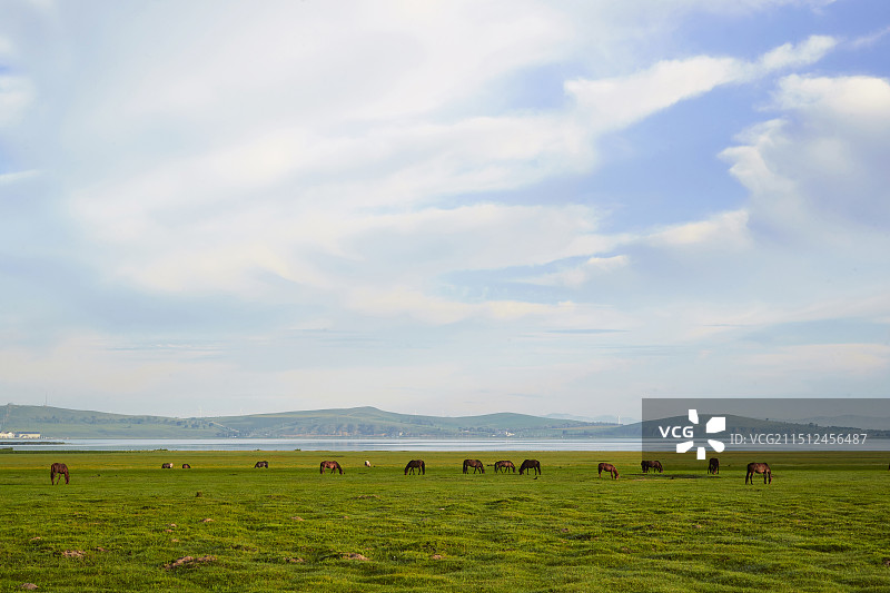 河北省沽源县库伦淖尔景区清晨的草原牧马图片素材