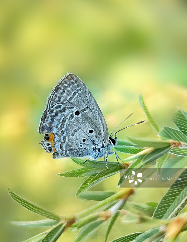 小灰蝶图片素材