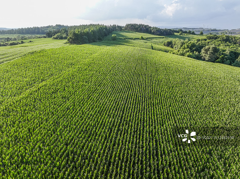 无人机航拍东北玉米地图片素材