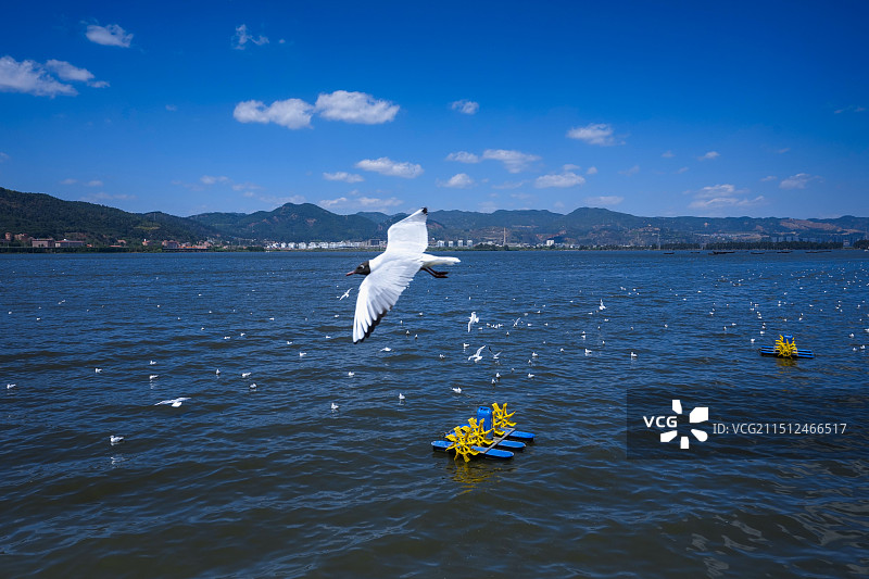 昆明滇池西山候鸟海鸥飞翔风景图图片素材