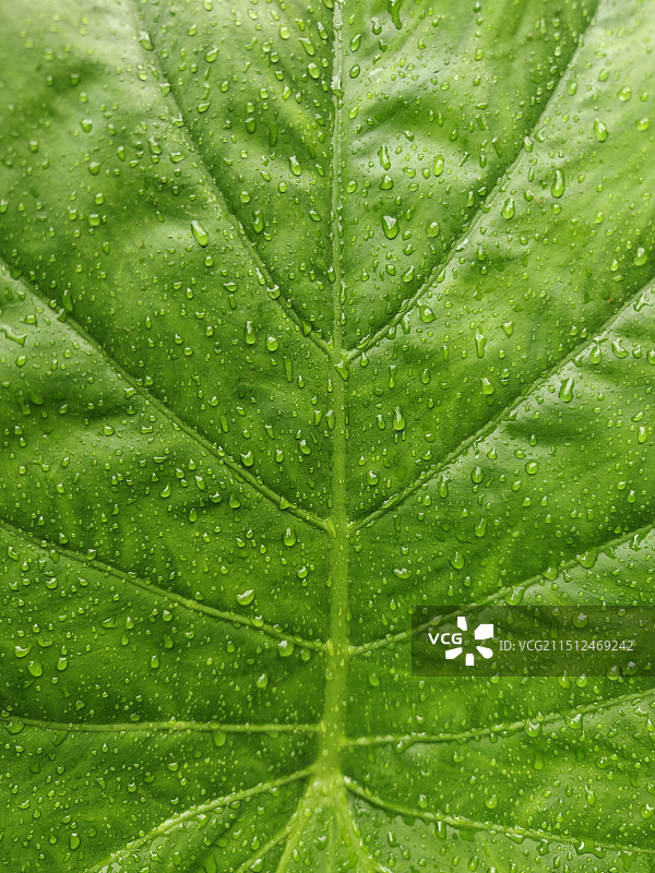 湿叶的全帧拍摄图片素材