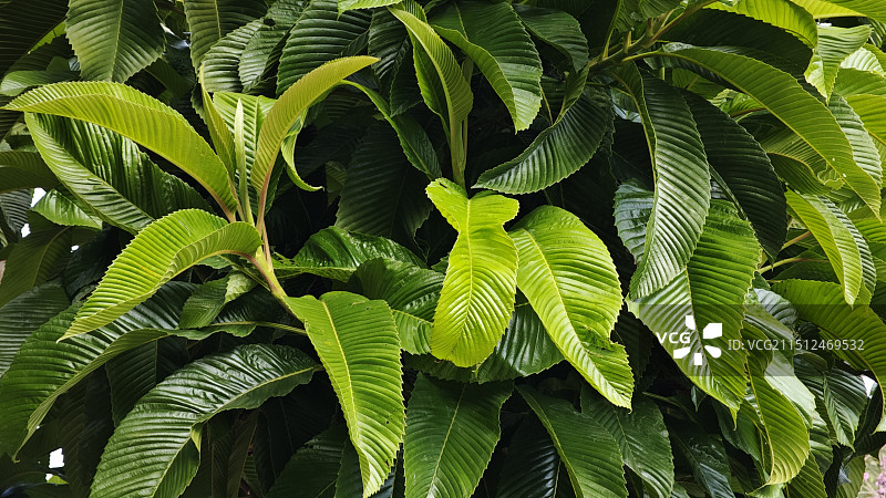 西双版纳热带植物园图片素材