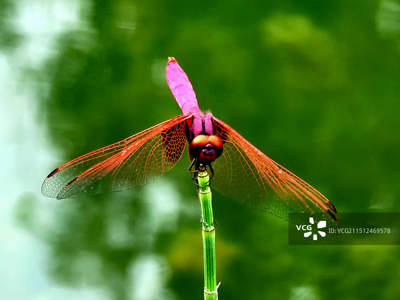 轻盈翩跹图片素材